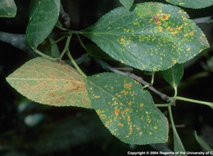 Symptoms of leaf rust on prune.