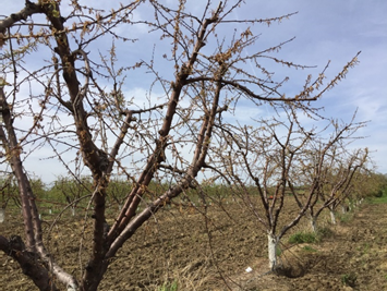  Photo 1. Peach collapse from waterlogging taken April 5, 2017