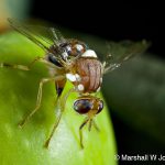 Olive fruit fly