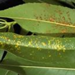 Leaf Rust of Almond