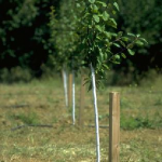 Newly planted prune trees.