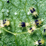 Adult two spotted spider mites with eggs. Photo credit: CSIRO