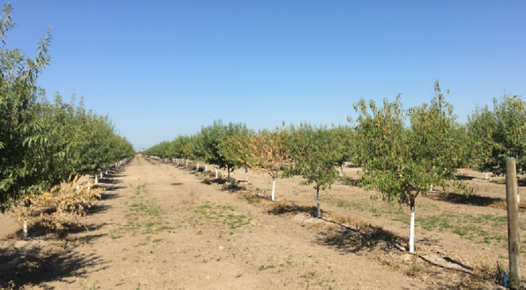 Yellow Monterey Almond Trees