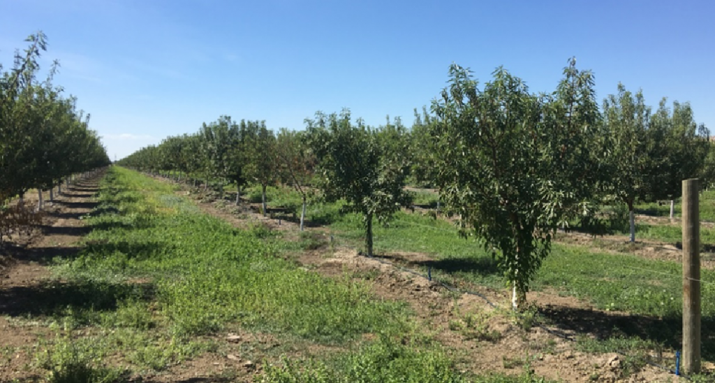 Yellow Monterey Almond Trees