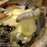 Navel orangeworm on a walnut