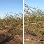 Photos 2 & 3. Second leaf prune trees on Myro 29C rootstocks after strong wind storms in Sutter County in 2010. Photo Credit: F. Niederholzer