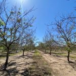 Image of freeze damaged walnut trees with poor leaf out